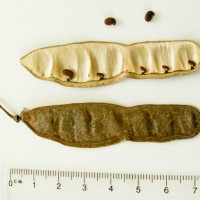 False Acacia